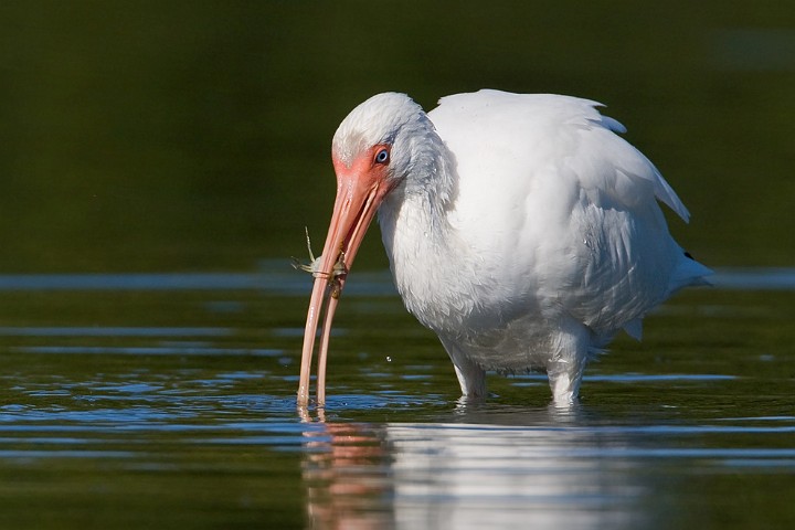 Schneesichler Eudocimus albus White Ibis