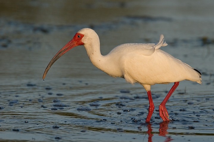 Schneesichler Eudocimus albus White Ibis