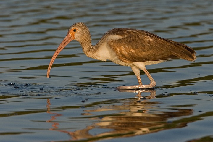 Schneesichler Eudocimus albus White Ibis