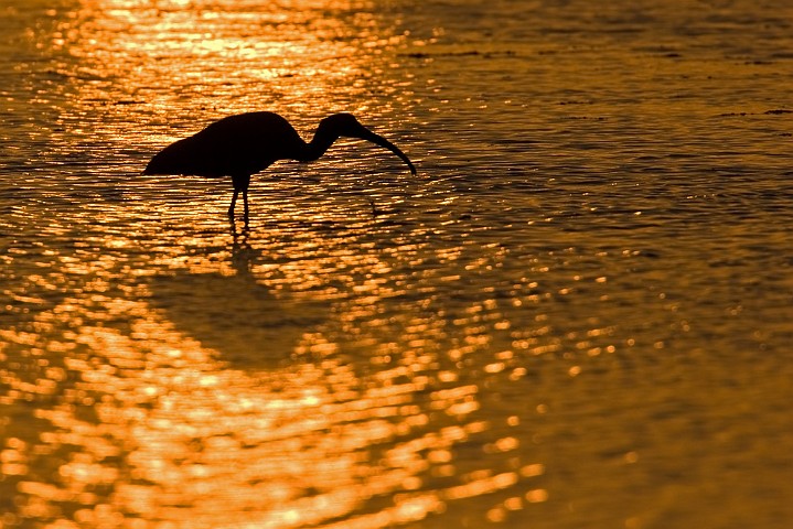 Schneesichler Eudocimus albus White Ibis