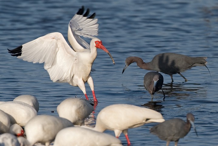 Blaureiher Egretta caerulea Little Blue Heron Schneesichler Eudocimus albus White Ibis