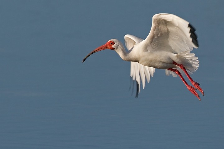 Schneesichler Eudocimus albus White Ibis