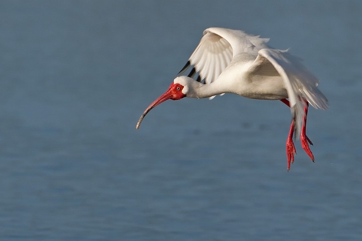 Schneesichler Eudocimus albus White Ibis