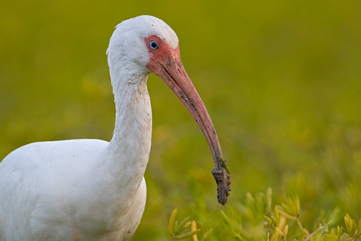 Schneesichler Eudocimus albus White Ibis