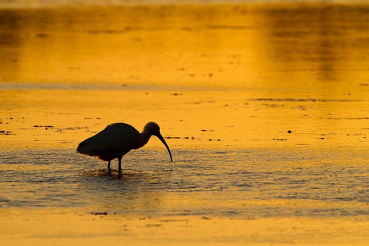 Schneesichler Eudocimus albus White Ibis Sonnenuntergang