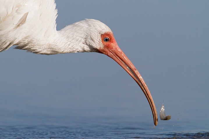 Schneesichler Eudocimus albus White Ibis