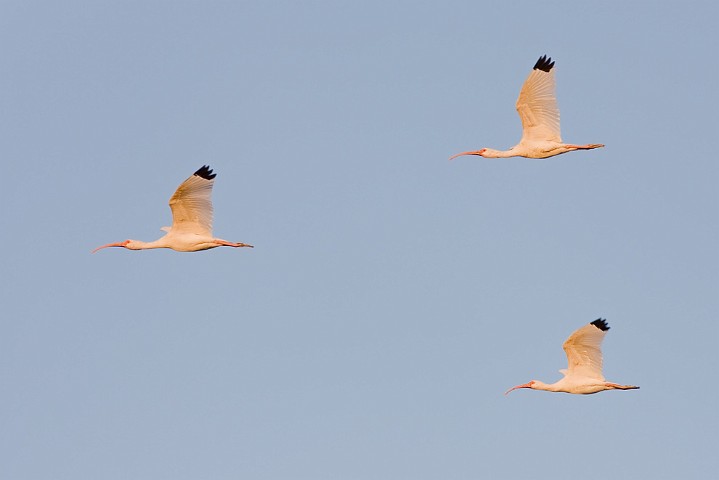 Schneesichler Eudocimus albus White Ibis