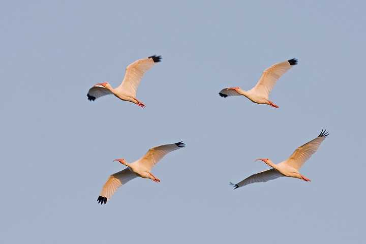 Schneesichler Eudocimus albus White Ibis