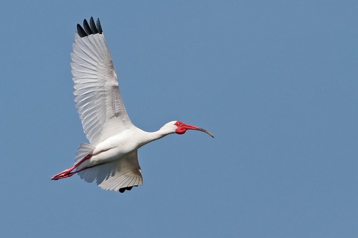 Schneesichler Eudocimus albus White Ibis