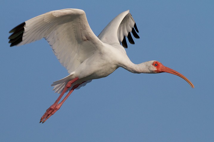 Schneesichler Eudocimus albus White Ibis