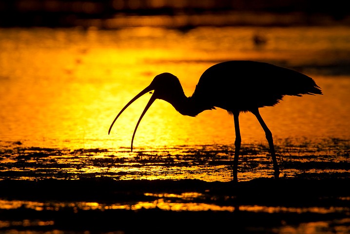 Sichler Plegadis falcinellus Glossy Ibis  Sonnenuntergang