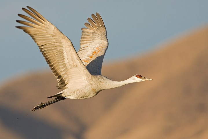 Kanadakranich Grus canadensis Sandhill Crane