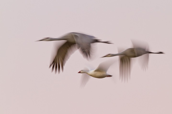 Kanadakranich Grus canadensis Sandhill Crane, Atelier Natur