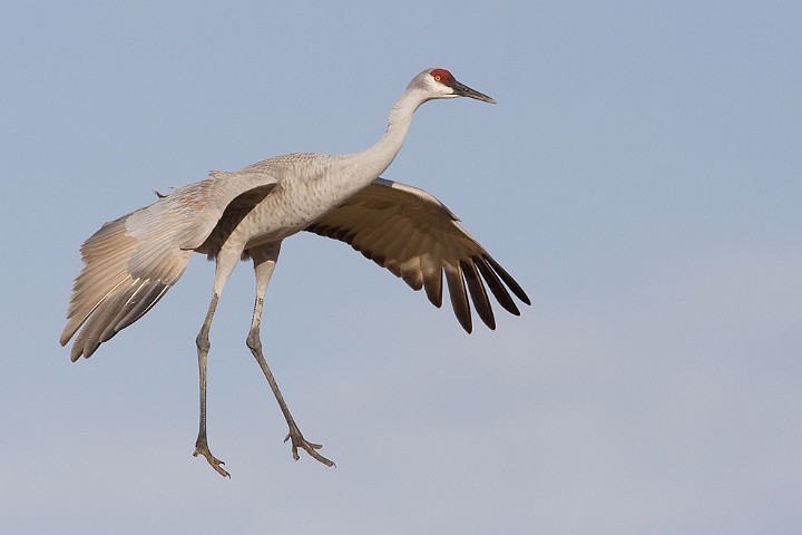 Kanadakranich Grus canadensis Sandhill Crane