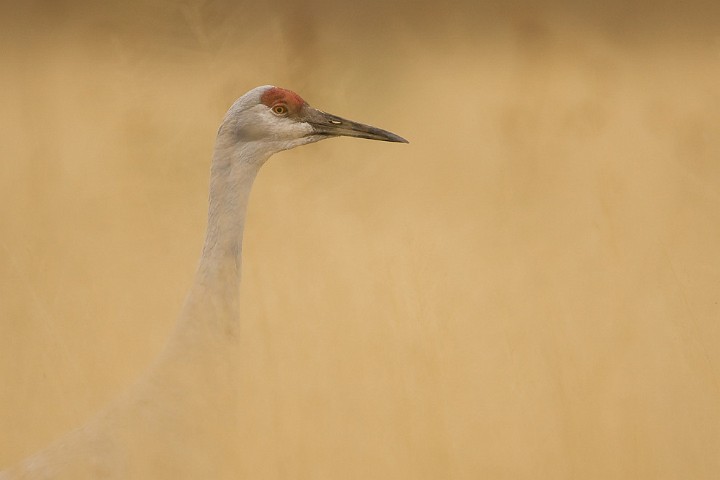 Kanadakranich Grus canadensis Sandhill Crane