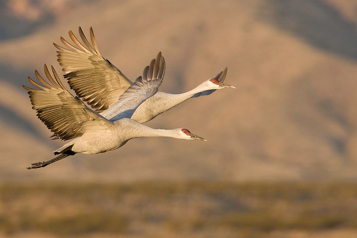 Kanadakranich Grus canadensis Sandhill Crane