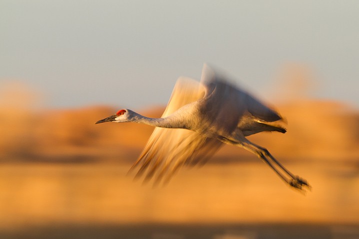 Kanadakranich Grus canadensis Sandhill Crane, Atelier Natur