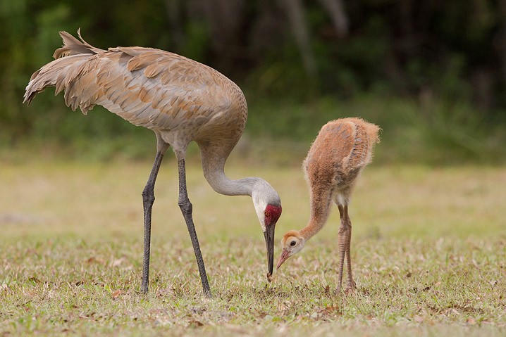 Kanadakranich Grus canadensis Sandhill Crane 