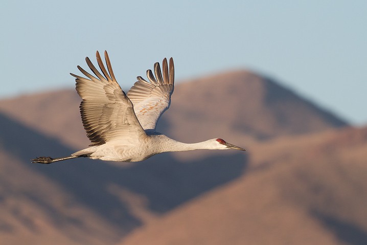 Kanadakranich Grus canadensis Sandhill Crane