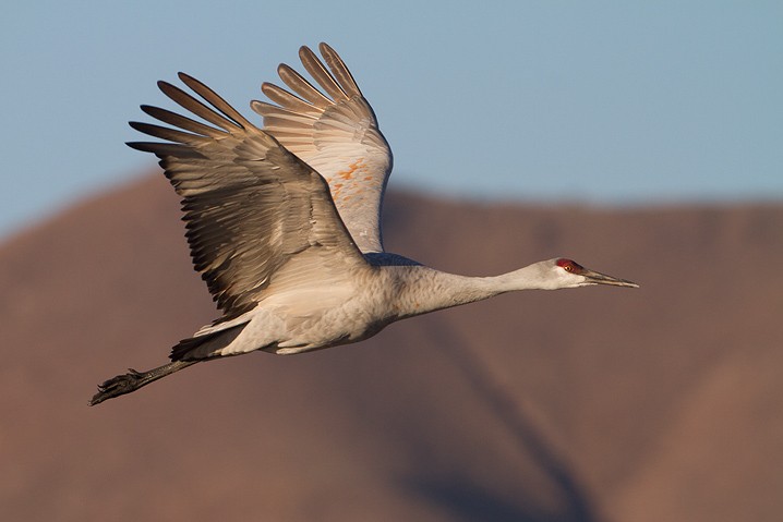 Kanadakranich Grus canadensis Sandhill Crane