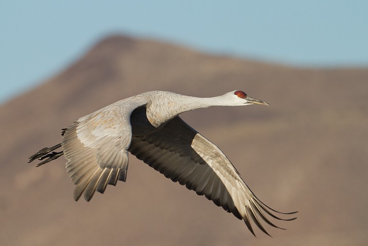 Kanadakranich Grus canadensis Sandhill Crane