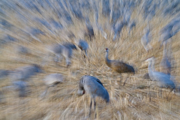 Kanadakranich Grus canadensis Sandhill Crane, Atelier Natur