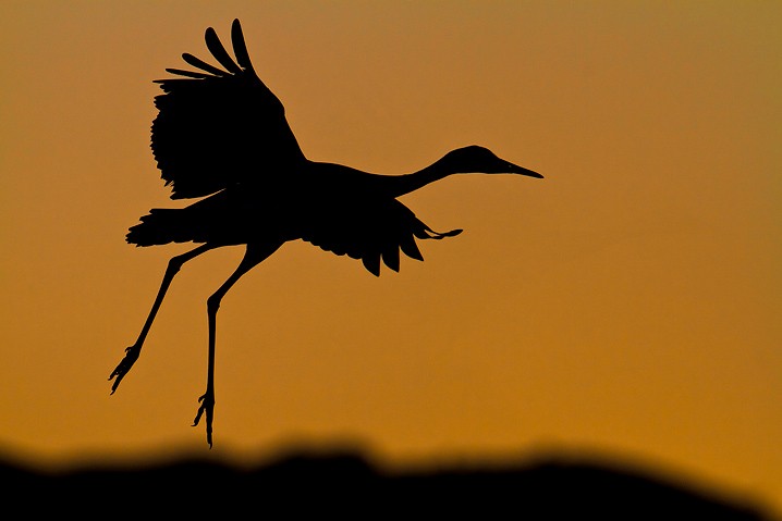 Kanadakranich Grus canadensis Sandhill Crane, Sonnenuntergang, Scherenschnitt