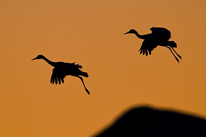 Kanadakranich Grus canadensis Sandhill Crane, Sonnenuntergang, Scherenschnitt