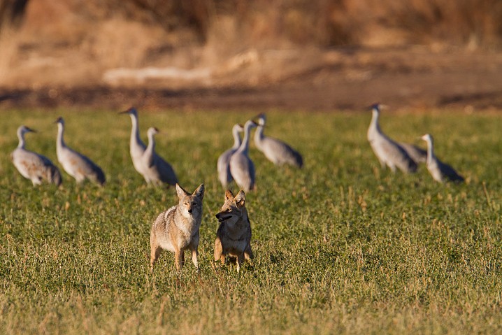 Koyote Canis latrans Coyote, Kanadakranich Grus canadensis Sandhill Crane