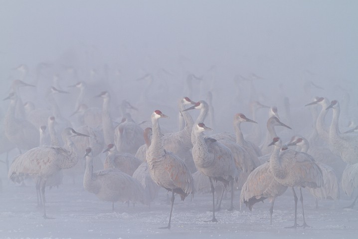 Kanadakranich Grus canadensis Sandhill Crane