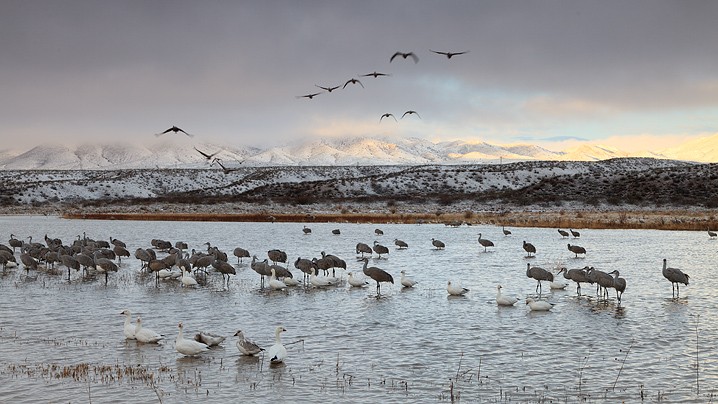 Kanadakranich Grus canadensis Sandhill Crane, Schneegans Anser caerulescens Snow Goose, Landschaft