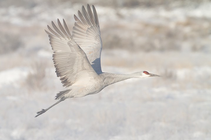 Kanadakranich Grus canadensis Sandhill Crane