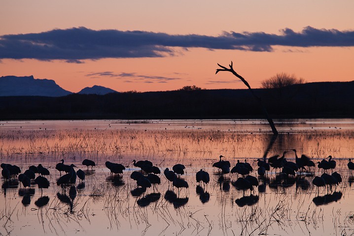 Kanadakranich Grus canadensis Sandhill Crane, Landschaft, Sonnenuntergang