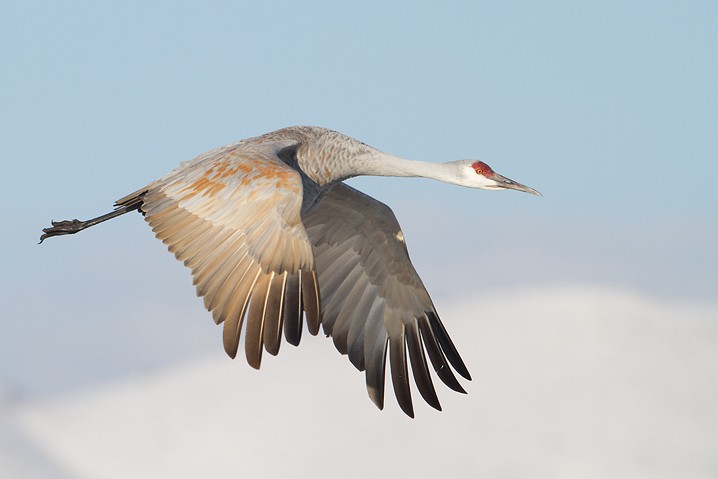 Kanadakranich Grus canadensis Sandhill Crane