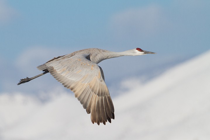 Kanadakranich Grus canadensis Sandhill Crane