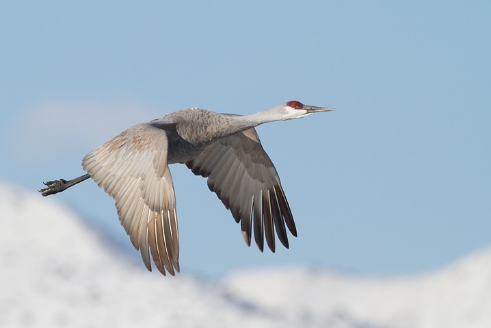 Kanadakranich Grus canadensis Sandhill Crane