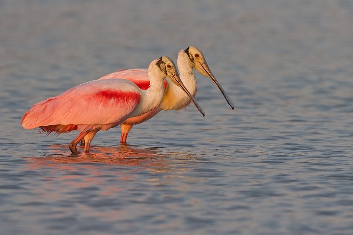 Rosalffler Ajaia ajaja Roseate Spoonbill