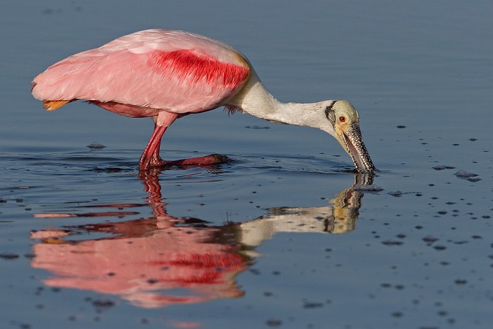 Rosalffler Ajaia ajaja Roseate Spoonbill