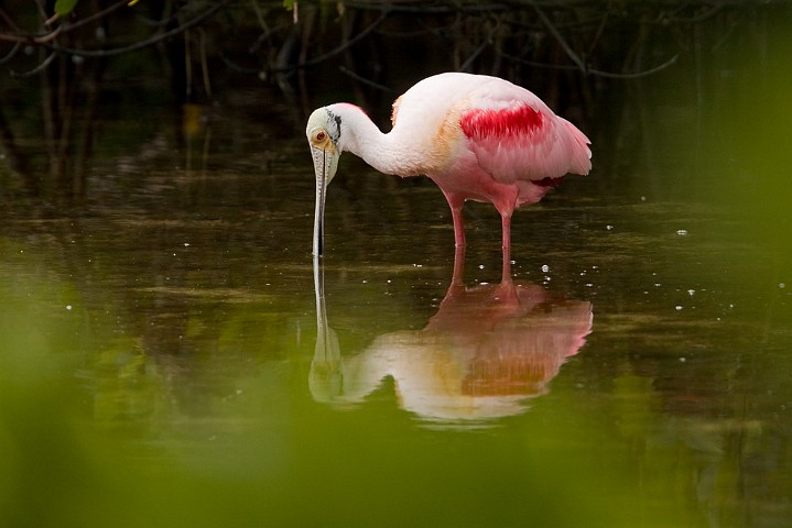 Rosalffler Ajaia ajaja Roseate Spoonbill