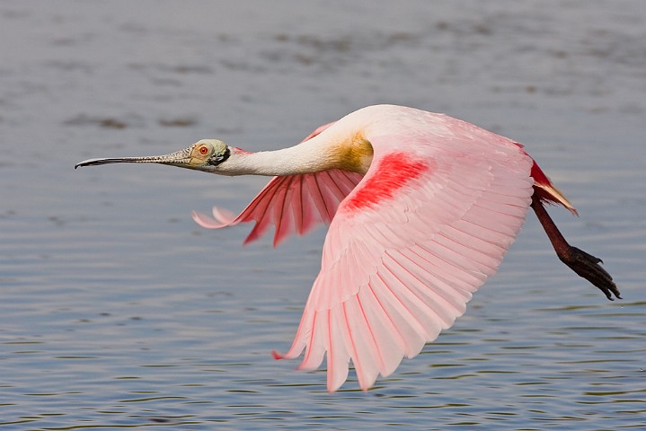 Rosalffler Ajaia ajaja Roseate Spoonbill