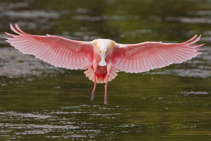 Rosalffler Ajaia ajaja Roseate Spoonbill