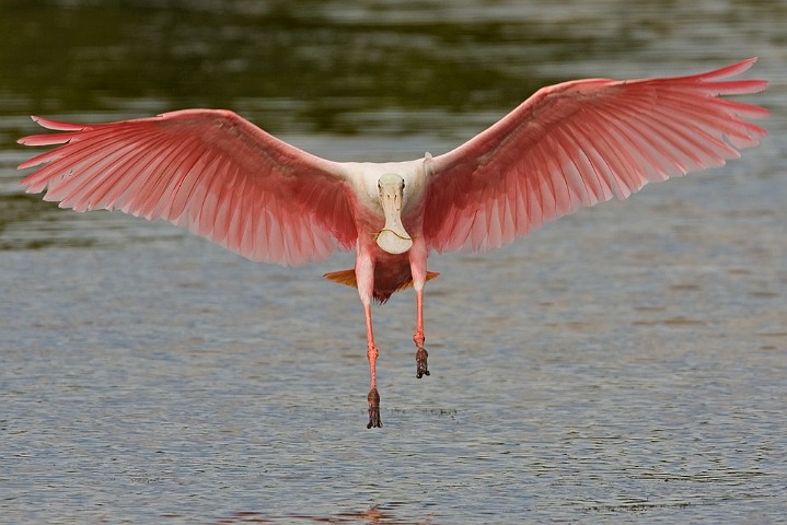 Rosalffler Ajaia ajaja Roseate Spoonbill