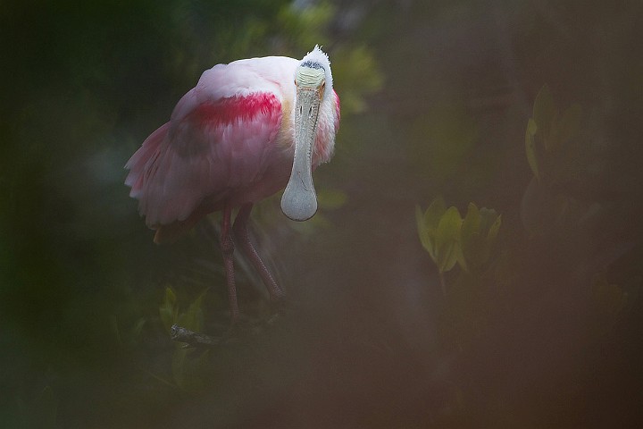 Rosalffler Ajaia ajaja Roseate Spoonbill