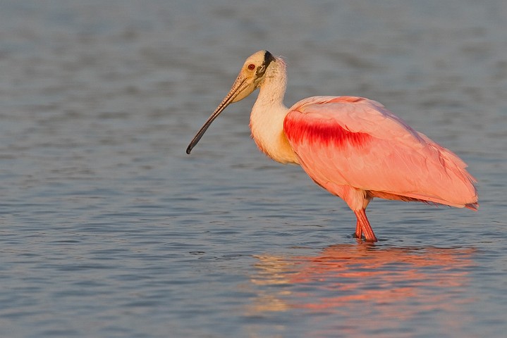 Rosalffler Ajaia ajaja Roseate Spoonbill