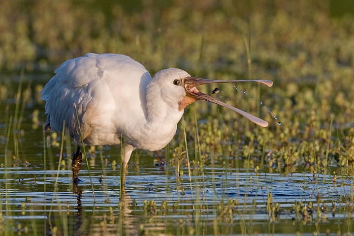 Lffler Platalea leucorodia Eurasian Spoonbill