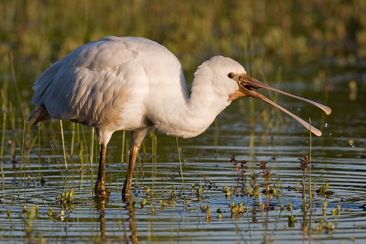 Lffler Platalea leucorodia Eurasian Spoonbill