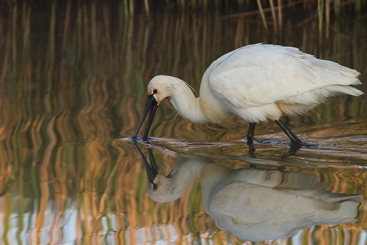 Lffler - Platalea leucorodia - Eurasian