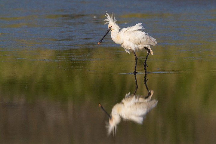 Lffler - Platalea leucorodia - Eurasian