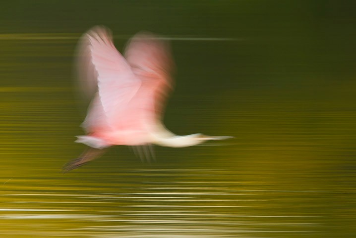 Rosalffler Ajaia ajaja Roseate Spoonbill