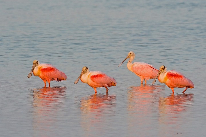 Rosalffler Ajaia ajaja Roseate Spoonbill